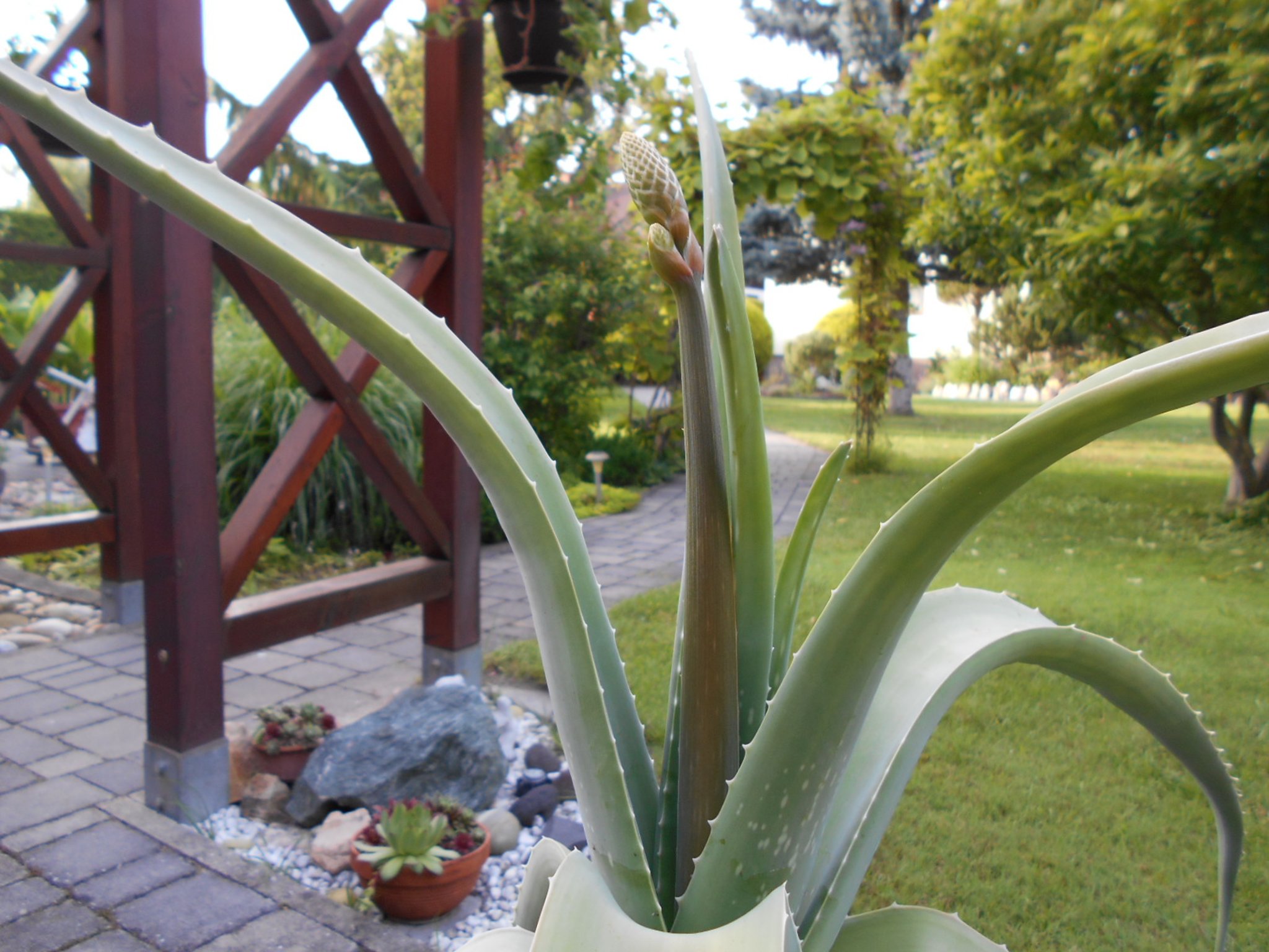 Aloe Vera, eine Wstenlilie in Weigelsdorf, Bezirk Baden (N): Die Blten  der Aloe Vera, ... vielseitige Heilpflanze und Zierde im Garten - Steinfeld