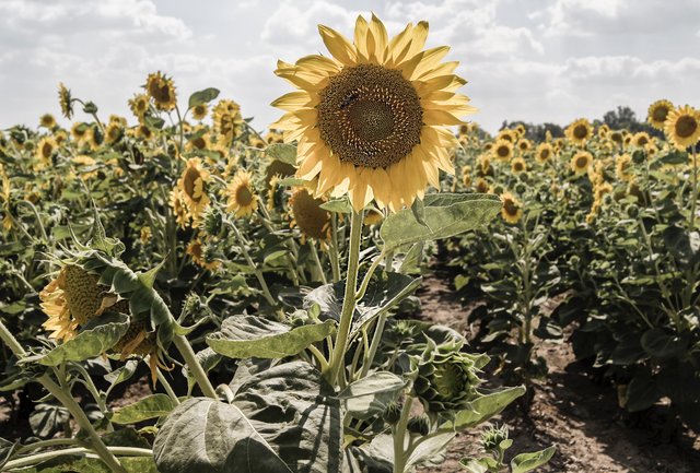 Der Sommer 2019 könnte noch zu den wärmsten der Messgeschichte werden.