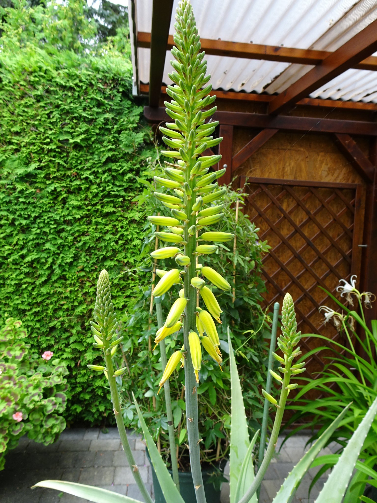 Aloe Vera, eine Wstenlilie in Weigelsdorf, Bezirk Baden (N): Die Blten  der Aloe Vera, ... vielseitige Heilpflanze und Zierde im Garten - Steinfeld