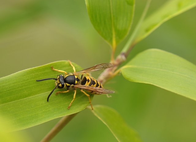 Die Wespe zählt zu den ungebetenen Besuchern. | Foto: Susann Mielke