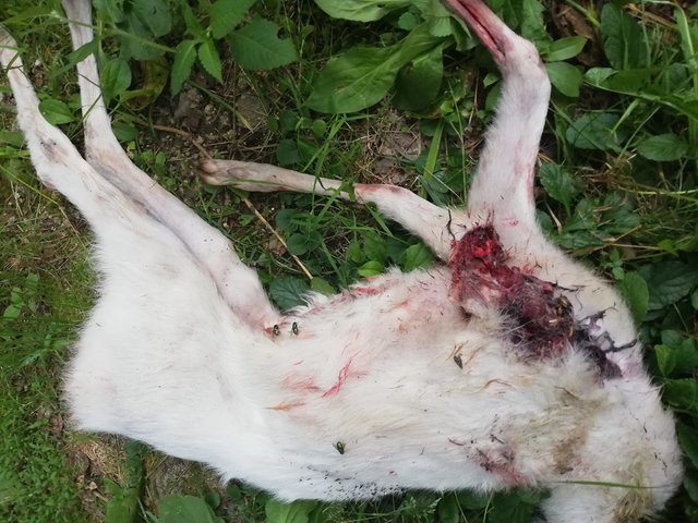 Das weiße Rehkitz aus Münzkirchen wurde vermutlich bei einem Mähdrescherunfall tödlich verletzt.