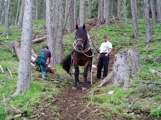 Die Partie mit Robert Rauth, Alexander Noldin und Florian Rauth bzw. Ralph Pircher mit seinem Pferd, | Foto: Foto: Privat