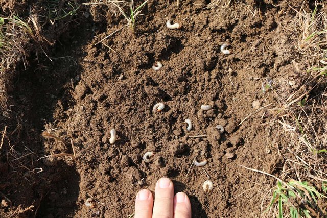 Die Engerlinge setzen der Landwirtschaft zu. | Foto: Landwirtschaftskammer OÖ