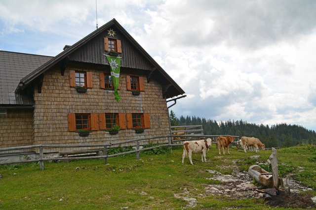So schön ist es auf der Alm: Auf der Ybbstaler Hütte werden die Wanderer von den weidenden Kühen in Empfang genommen.