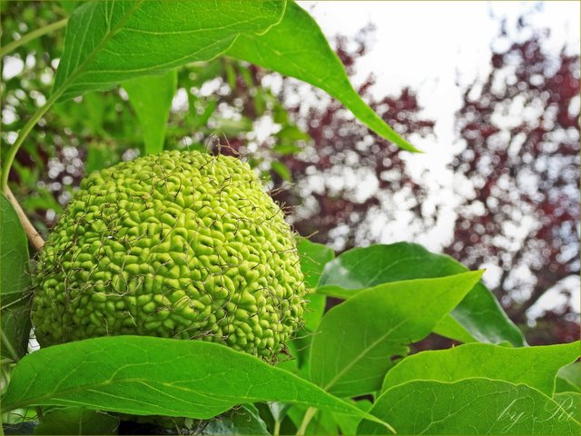 Die Früchte sind lustig 'behaart' und jetzt schon größer als eine Grapefruit obwohl die Erntezeit erst im September ist. | Foto: © Uschi R.