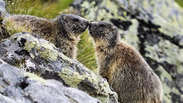 Wildpark Aurach: Große und kleine Tiere werden Ihnen viele tolle Momente im größten Tiroler Freigehege bereiten. | Foto: Hermann Hammer