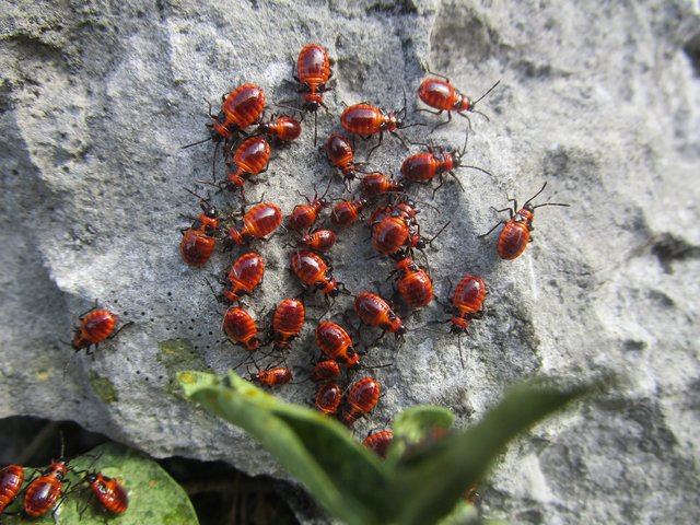 Kleine Feuerwanzen am Schoberstein entdeckt.