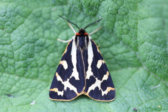Es dürfte sich um den Wegerichbär-Schmetterling handeln..., aber garantieren kann ich es nicht...