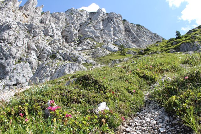 Auf dem Weg zum Hochlecken befinden sich herrliche Alpenblumen, vor allem der Almrausch.