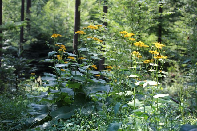 Alant blüht entlang des Weges am Pfarrerwald.