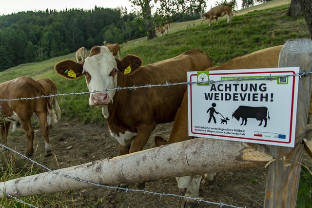 Die neuen Tafeln an Weidezäunen im Naturpark Attersee-Traunsee weisen auf mögliche Gefahren hin.