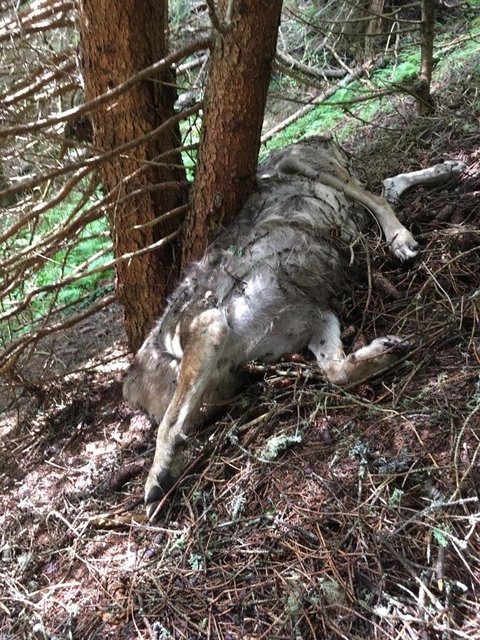 Der Kadaver – mit hoher wahrscheinlichkeit ein Wolf - wird derzeit von der AGES obduziert.