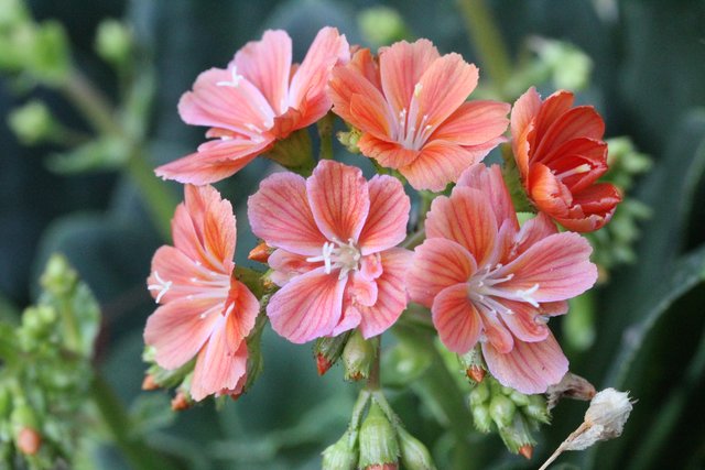 Hauswurzblüten aus meinem Schrebergarten.