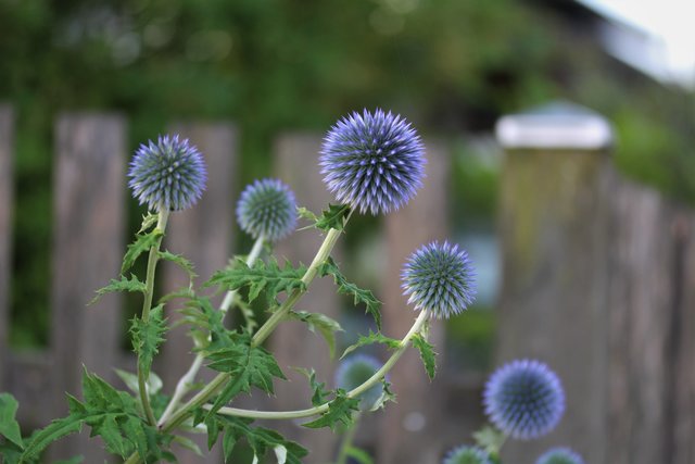 Kugel-Distel