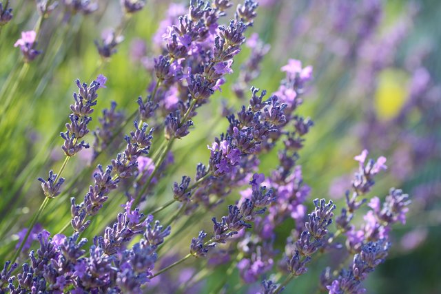 Duftender Lavendel.