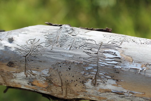 Holzwurm-KUNST