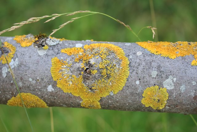 Gelbe Flechten bringen Farbe auf die Baumrinde.