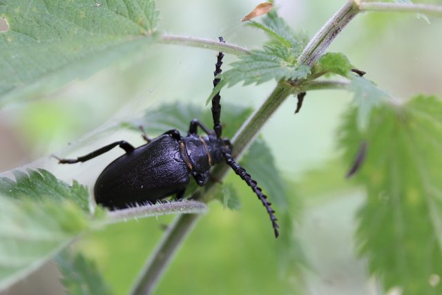 Zum fürchten groß(ca. 4cm) war dieser Sägebockkäfer.