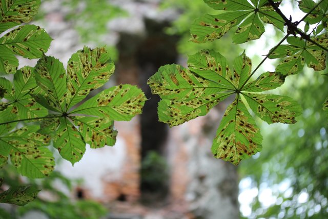 Blätter-Durchblick zur Ruine Altwartenburg
