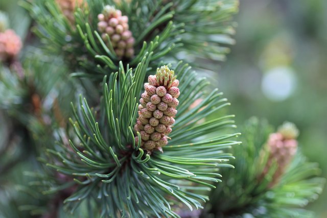 Samenstand der Waldkiefer