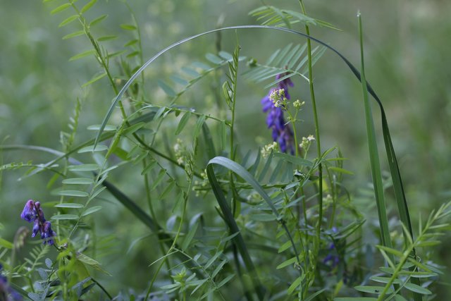 Gräser sind für mich immer SCHÖN...Mittendrin die Schmalblatt Vogel-Wicke