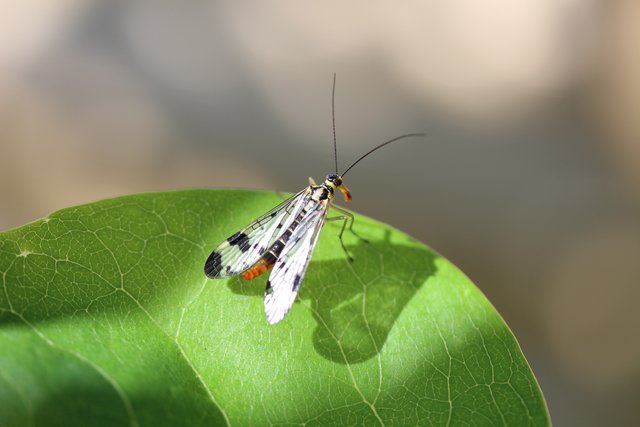 Skorpionsfliege