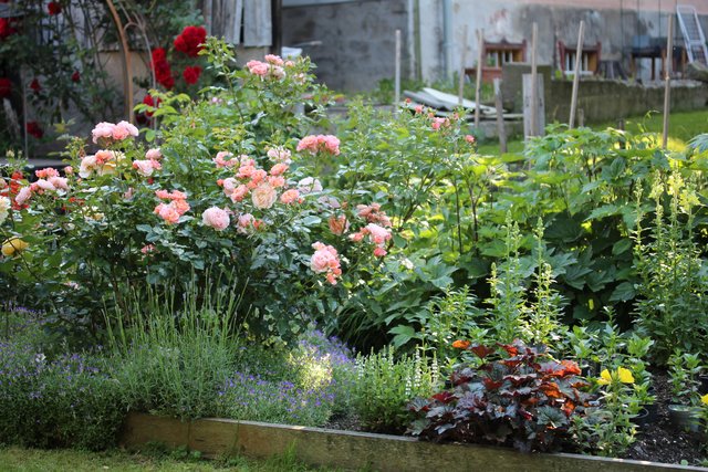 Blütenpracht, meiner Schrebergarten-Nachbarin.