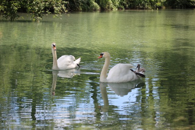 Schwanen-Familie an der Ager