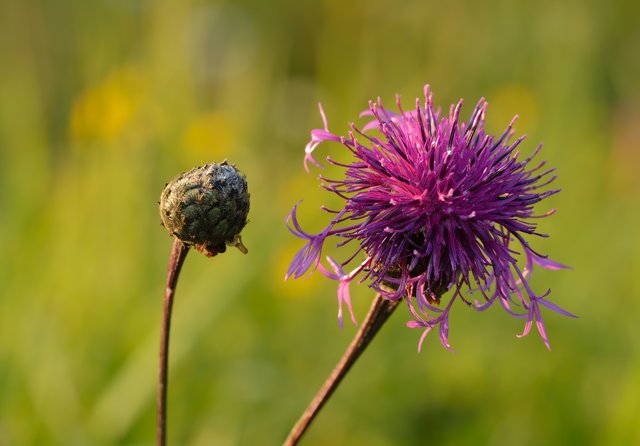 Skabiosen-Flockenblume ist in mageren Wiesen zu finden. | Foto: Leidus