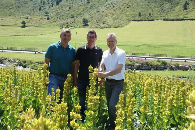 Erfolgreicher Anbauversuch in Galtür: Helfer Markus Lorenz, Projektbetreuer Hermann Lorenz und LK-Fachbereichsleiter Wendelin Juen (v.l.). | Foto: Othmar Kolp