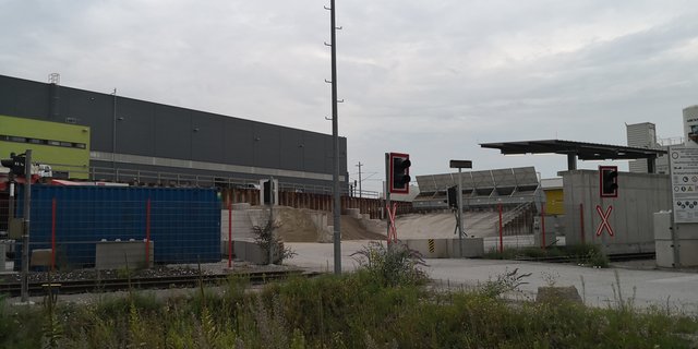 Wechselkröten schaffen es im Linzer Industriegebiet zu überleben. | Foto: BRS/Köck