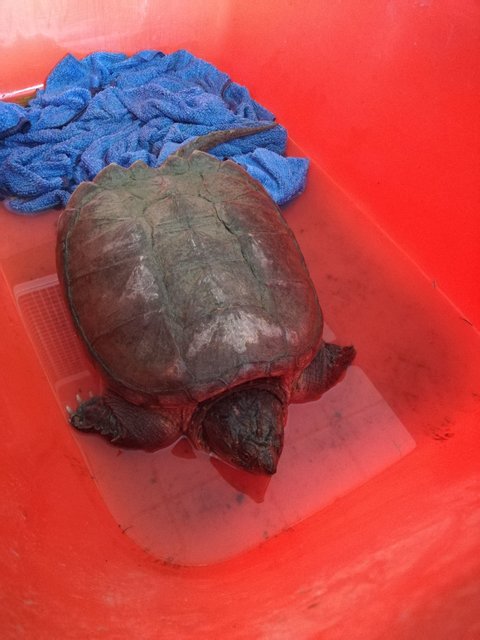 Diese Schnappschildkröte wurde von der Straße gerettet.