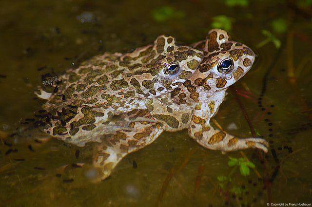 Wechselkröten bei der Paarung. | Foto: Franz Huebauer