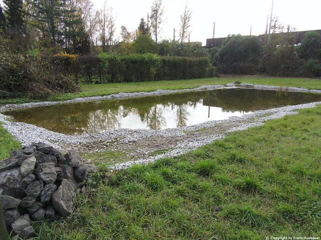 Ein weiterer Folienteich im Linzer Industriegebiet, der Wechselkröten als Rückzugsgebiet dient. | Foto: Franz Huebauer