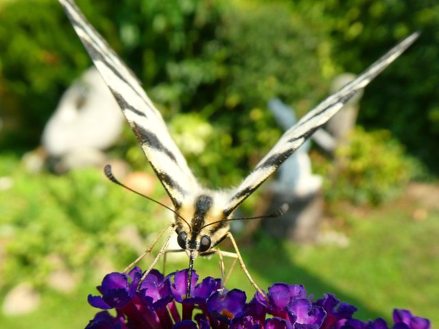 Segelfalter (Iphiclides podalirius). Beobachtung..... - Eisenstadt