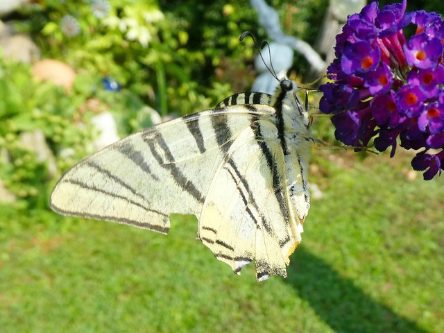 Segelfalter (Iphiclides podalirius). Beobachtung..... - Eisenstadt