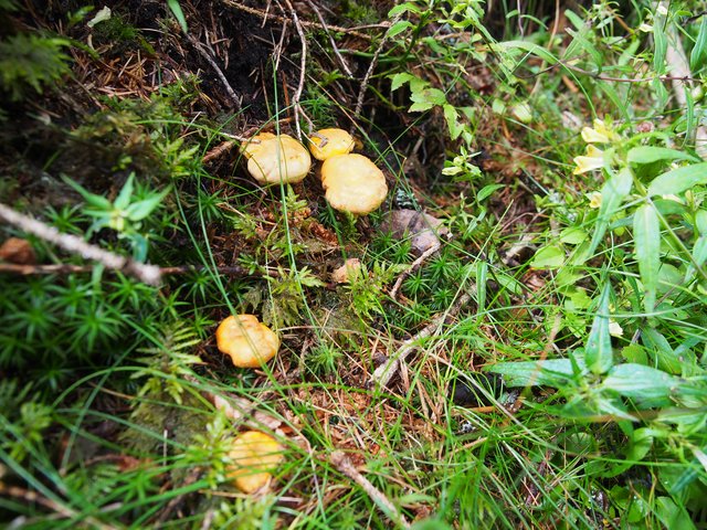 Das gelbe Gold aus dem Wald: Eierschwammerl.
