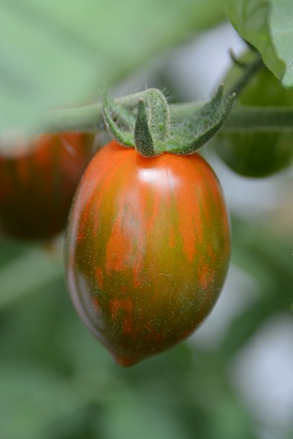 Cocktailtomate
