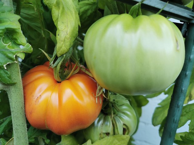 Fleischtomaten