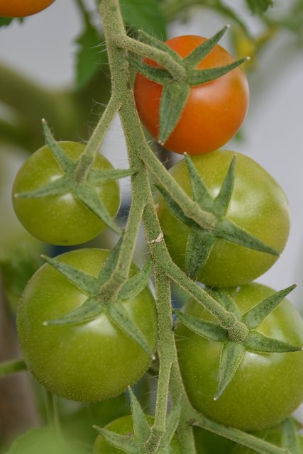 Cocktailtomaten
