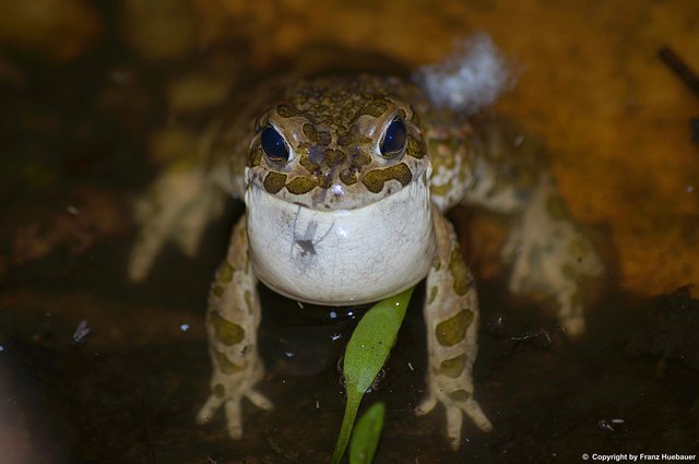 Männliche Wechselkröte mit einer Verletzung am Kehlsack, durch einen Angriff einer Wanderratte. | Foto: Franz Huebauer