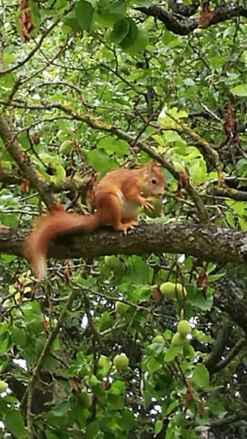 Tierisch I