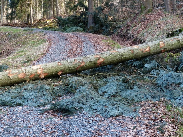 Zahlreiche entwurzelte Bäume sorgten für Probleme (Symbolbild)