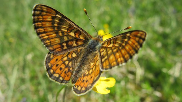 Er zählt zu den seltensten Schmetterlingsarten des Landes: der Goldene Scheckenfalter