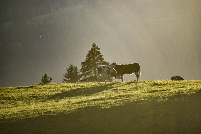 Foto: Sina Bodingbauer