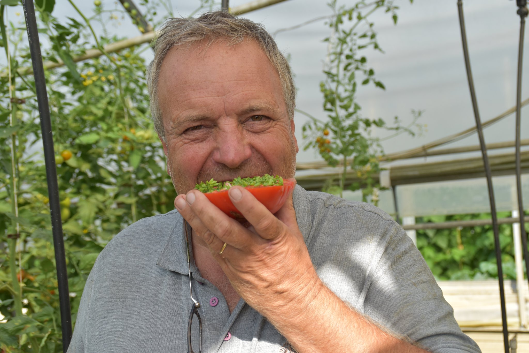 Erntezeit Tomaten für Anfänger & Profis Feldkirchen