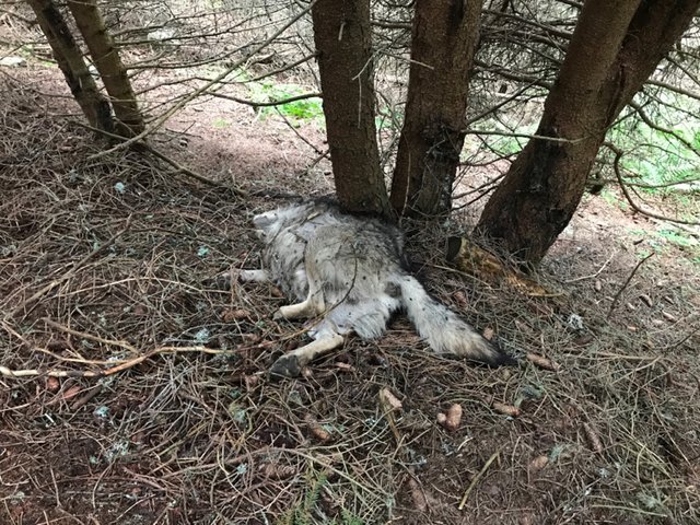Dna Ergebnis Liegt Vor Bestatigung Kadaver Im Sellrain War Wolf Westliches Mittelgebirge