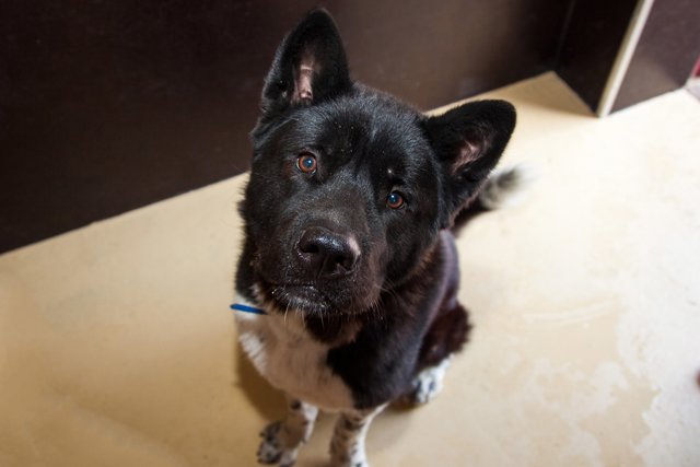 Apollo | Foto: Pfotenhilfe Lochen