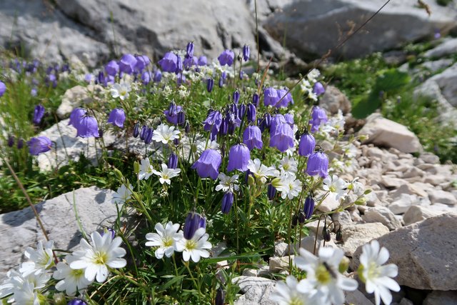 Alpenblumen weit und breit