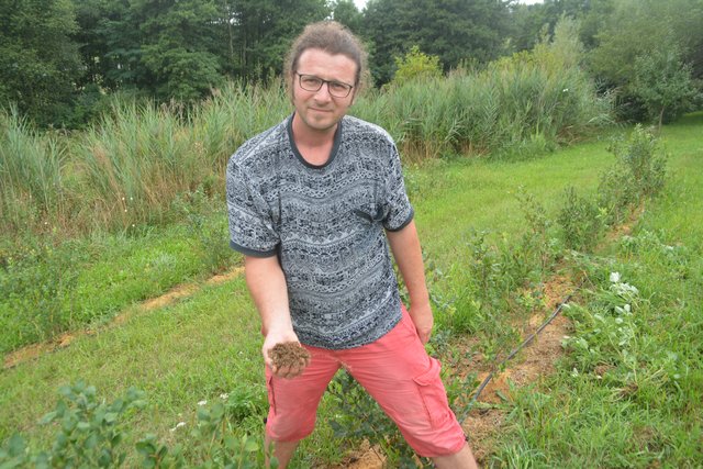 Natürlicher Dünger aus Sägespänen bei den Heidelbeeren